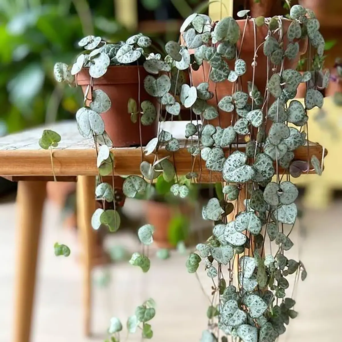 Ceropegia Woodii