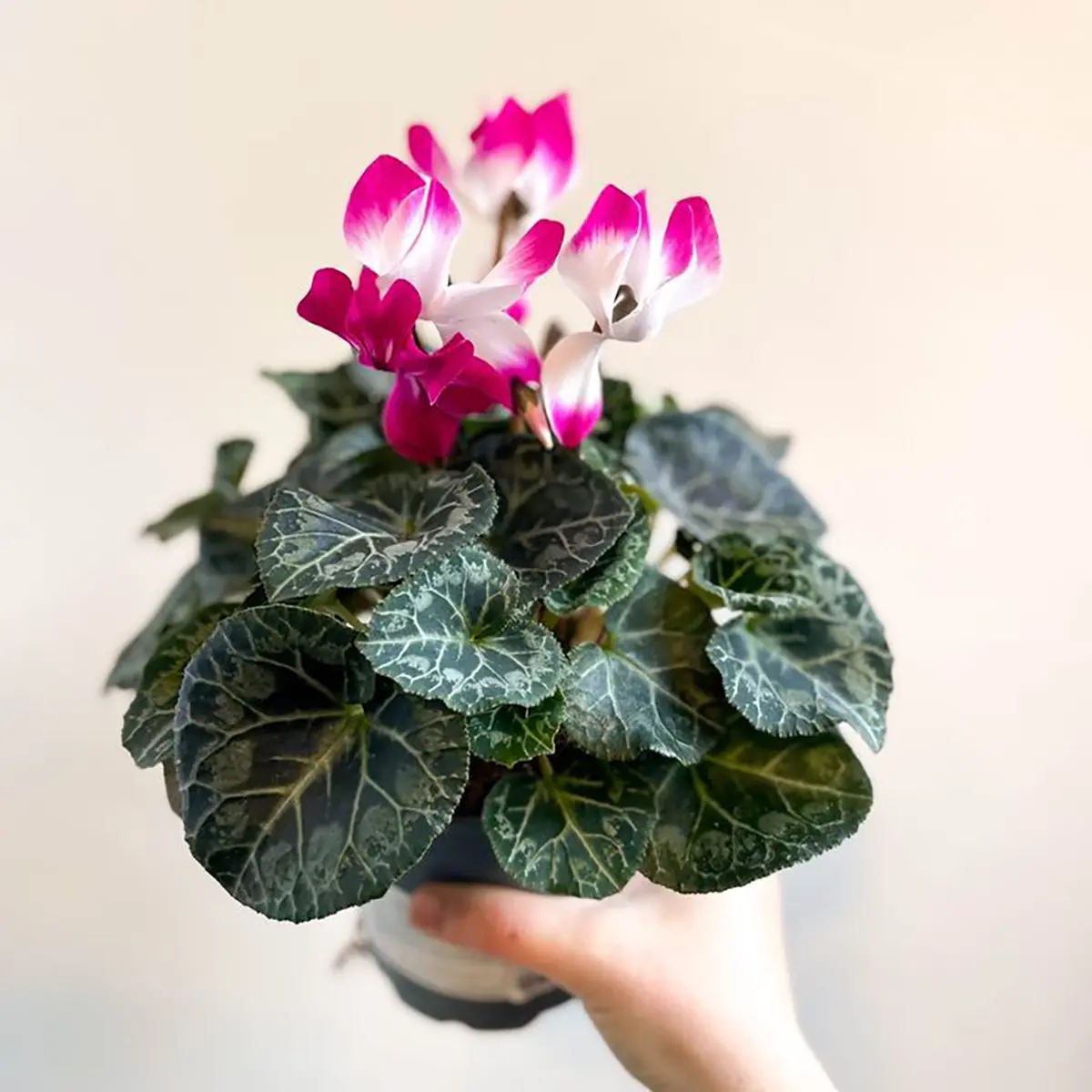 Cyclamen persicum