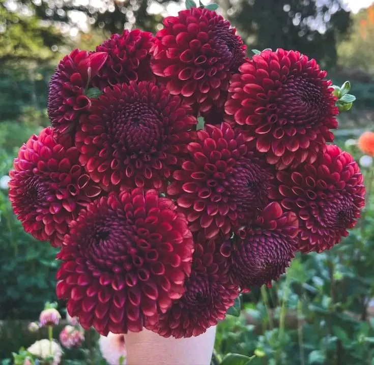 Dahlia