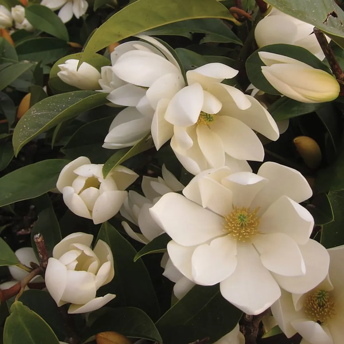Magnolia