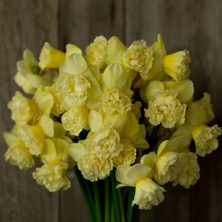 anyelir kuning