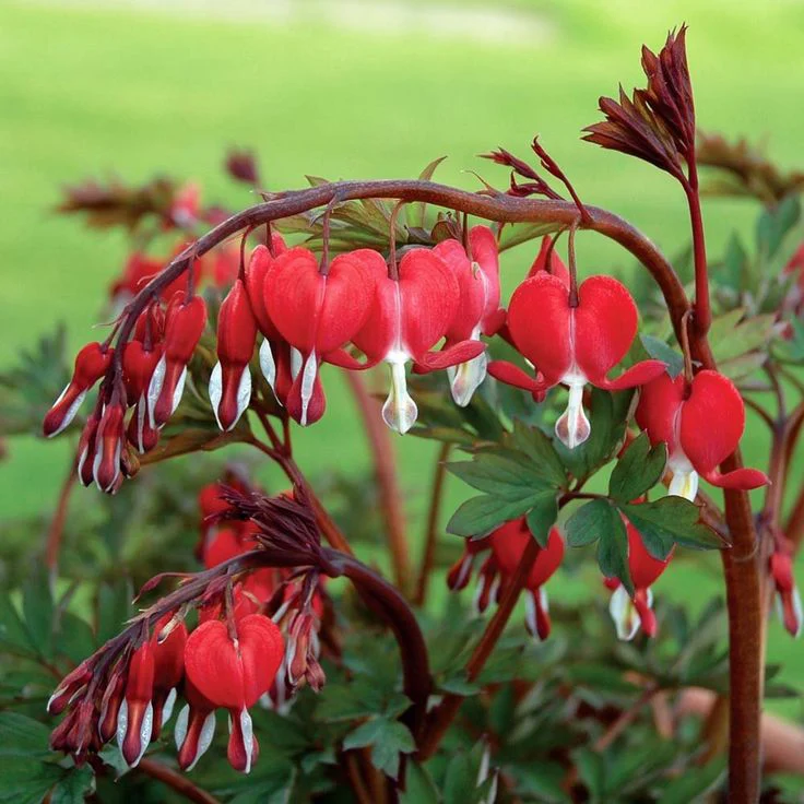 bleeding heart