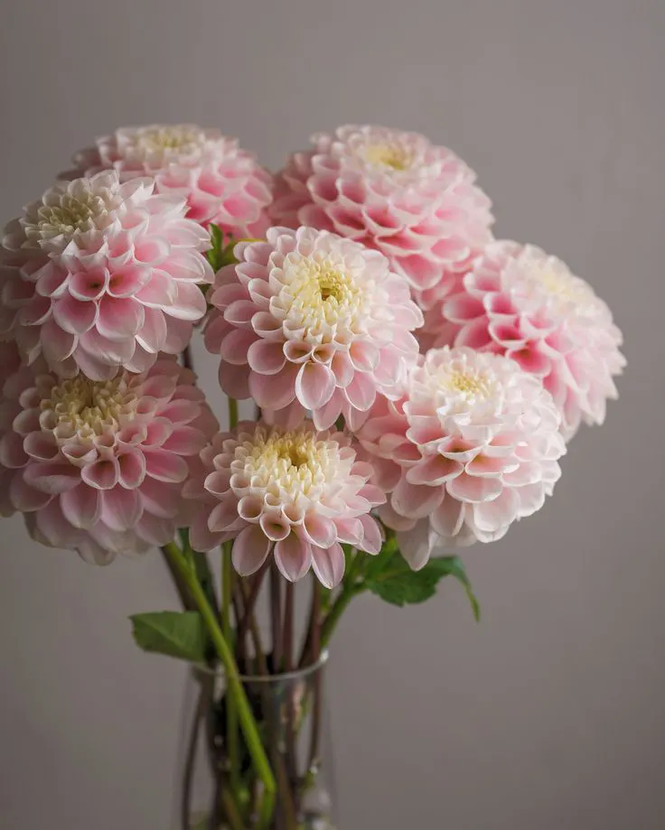 Dahlia