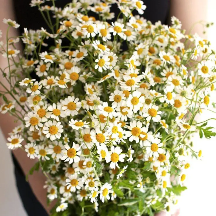 Daisy