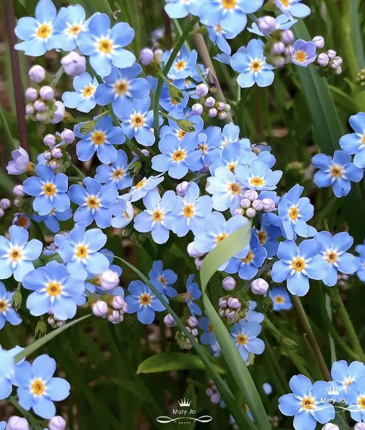 Forget-Me-Not