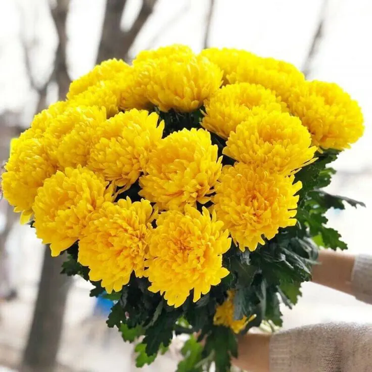 Krisan Kuning