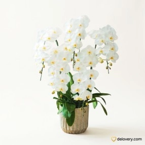 Alabaster Cascade Grandeur
