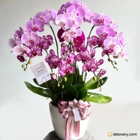 Amethyst Bloom Orchid