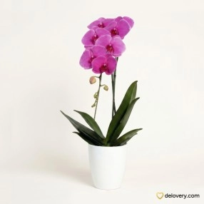 Amethyst Single Joy