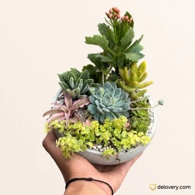 Ash Round Succulent