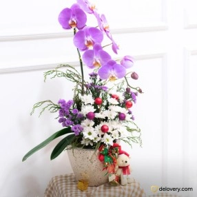 Aurora Orchid Light