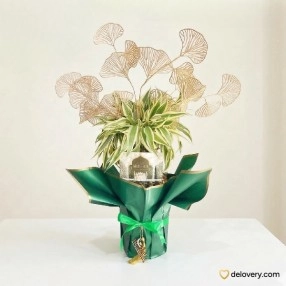 Bamboo Hoki Guci Aura