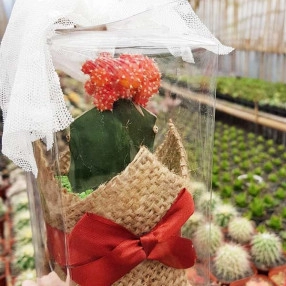Cactus Memorable