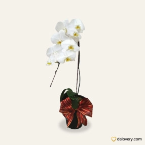 Beautiful Orchid