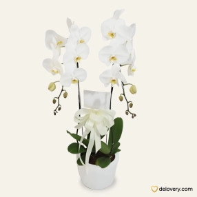 Duo Beautiful Orchid