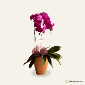 Bellenia Orchid