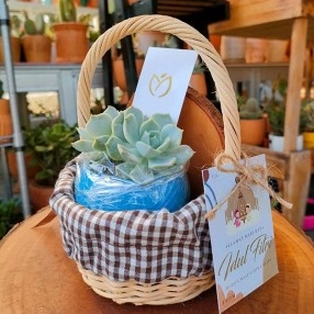 Succulent Magic