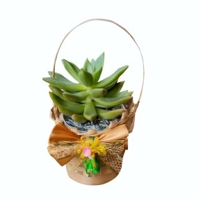 Succulent Serenity