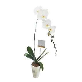Single Orchid