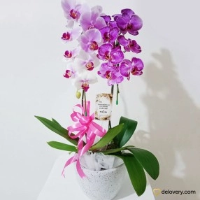 Blush Orchid Charm