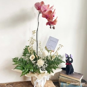 Blush Orchid Grace