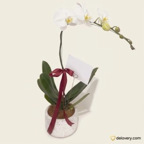 Celestial Single Stem