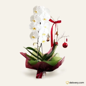 Christmas Orchid