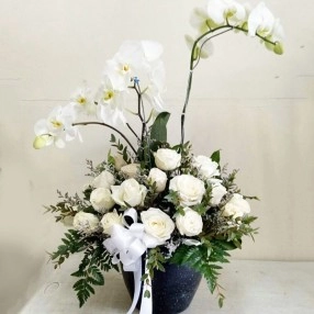 Diana Orchid