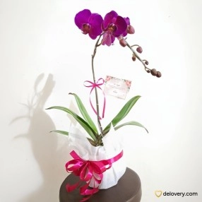 Elegance Single Stem