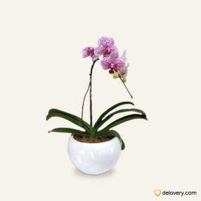 Elegance Vibes Orchid