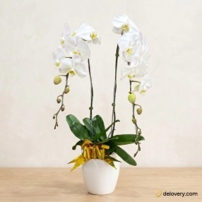 Enchanting Orchids