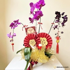 Fortune Orchid Majesty Display