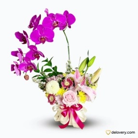 Fuchsia Orchid Medley