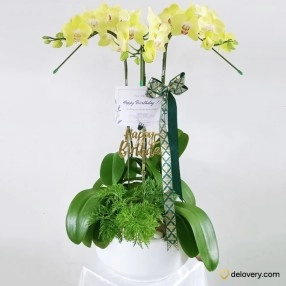 Golden Phalae