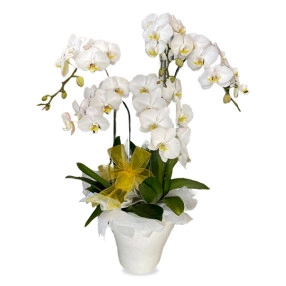 Graceful Orchids