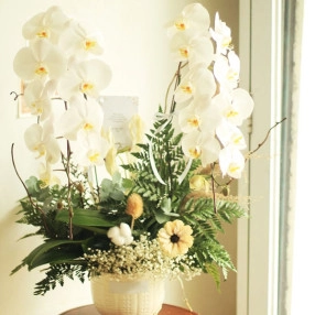 Grace Orchids