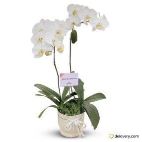 Grace White Orchid