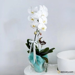 Graceful Orchid