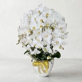 Graceful Orchid Blooms