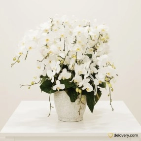 Grande Ivory Bloom