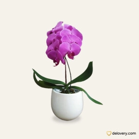 Harmony in Lilac Orchid