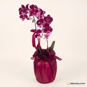 Imperial Violet Twin