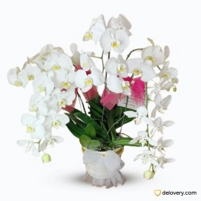Ivory Cloud Cluster