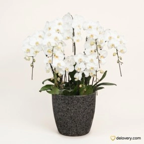Ivory Dynasty Cascade