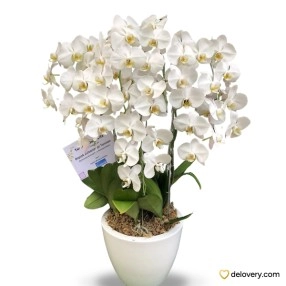 Ivory Grace Orchid