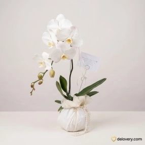 Ivory Moon Orchid