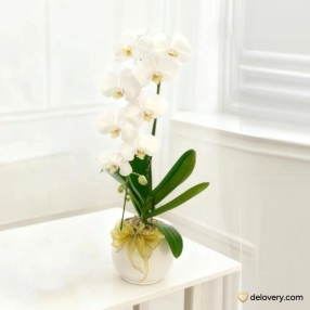 Ivory Orchid One
