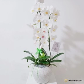 Ivory Phalae