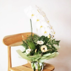Orchid for Living