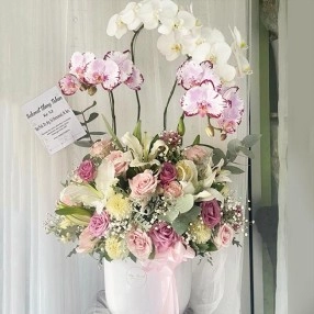 Liberty in Orchid